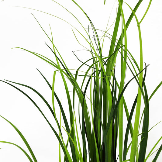 Artificial Grass Plant Foliage Lemongrass Plant 60cm Plants-1