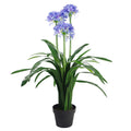 Agapanthus Blue Flower Plant Plants 90cm-0