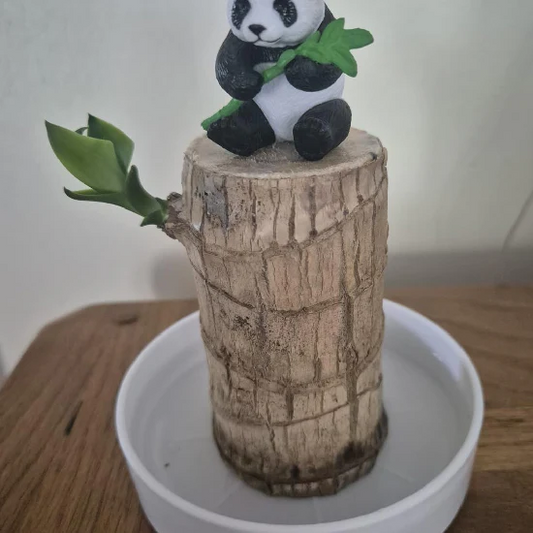 Amazônia Balance – Wooden Pallet & Ceramic Pots